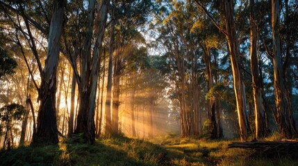 Sunlight streams through a misty forest