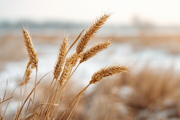 Fototapeta premium Golden wheat heads in a winter field