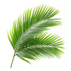 Obraz premium Tropical palm leaf frond isolated on transparent cutout background