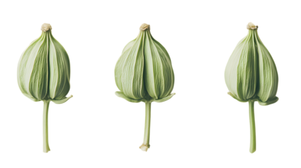 Green seed pod, Isolated on white background