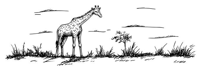 giraffe in african savanna landscape hand drawn sketch © Kaz