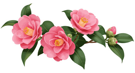 Pink camellias on a branch with green leaves and buds
