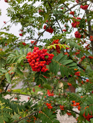 Close-up of red rowan berries on a tree branch. Autumn nature, seasonal fruit, and organic growth in natural surroundings.