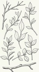 Naklejka premium Detailed line art illustrations of various branches and leaves arranged in a decorative pattern.