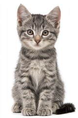 Obraz premium Adorable Gray Tabby Kitten on White Background for Commercial Use