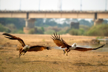 Two Raptors in Flight – Brahminy Kites Soaring Above Riverbank