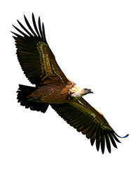 Obraz premium buitre leonado (Gyps fulvus) en primer plano, sobrevolando, con las alas extendidas y el plumaje detallado en tonos marrones y beige. La luz natural resalta la textura de sus plumas. PNG