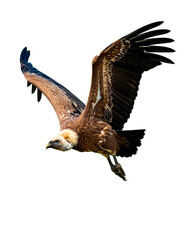 Fototapeta premium buitre leonado (Gyps fulvus) en primer plano, sobrevolando, con las alas extendidas y el plumaje detallado en tonos marrones y beige. La luz natural resalta la textura de sus plumas. PNG