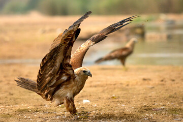 Brahminy Kite Preparing for Flight on Riverbank