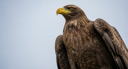 Obraz premium Close-up view of a majestic brown eagle against a pale sky.