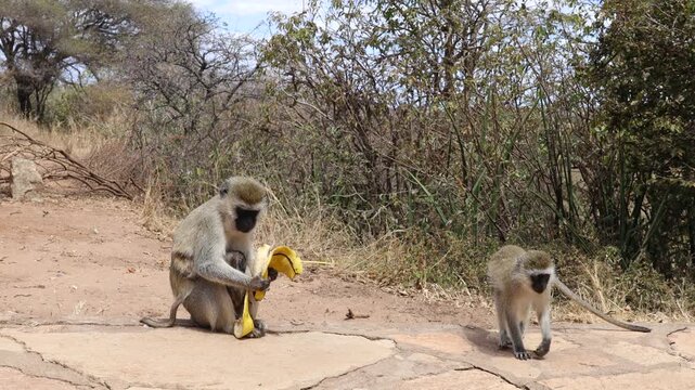 Africa wildlife safari game tour in the national park Tarangire and Ngorongoro. 4k video of variety of wildlife in african savanna bush. Dry grass animals hiding. Monkey