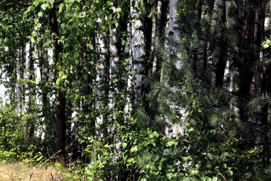 forest birches in the rays of the autumn sun
