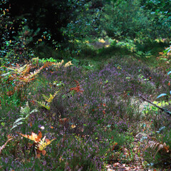 autumn ferns in the forest  leaves on the ground