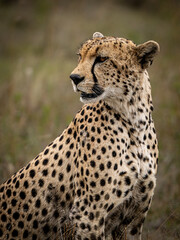 Cheetah