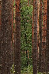 a deciduous tree in a pine forest