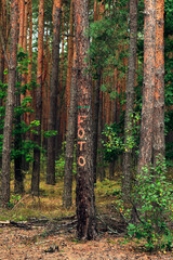 path in the woods foto 