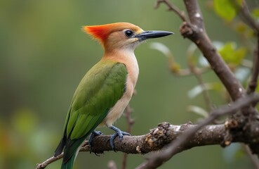 Fototapeta premium European green woodpecker rests on tree branch. Bird shows vibrant orange crest and green plumage. Natural habitat in forest during spring season. Wild fauna, ornithology study.