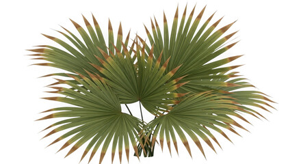 Close up macro view of lush green palm fronds with golden edges against a dark backdrop transparent background