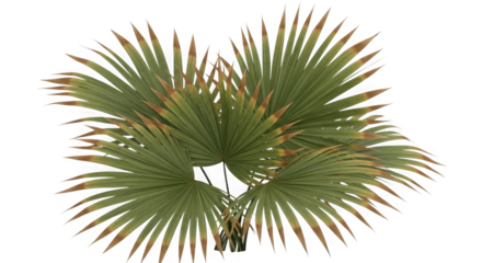 Close up macro view of lush green palm fronds with golden edges against a dark backdrop transparent background