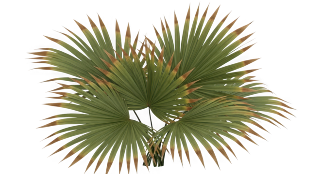 Close up macro view of lush green palm fronds with golden edges against a dark backdrop transparent background
