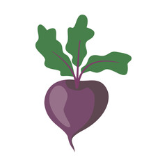 Illustration Beetroot. Colored, cartoon. Vector, isolated on white background