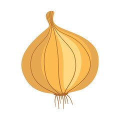 Onion illustration. Colored, cartoon. Vector, isolated on white background