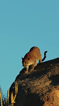 Vertical shot of a leopard descending cautiously down a sunlit granite rock face in Jawai, Rajasthan
