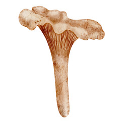 Watercolor illustration of Chanterelle Mushroom. Drawing of forest Fungi on isolated background. Art of woodland fugus for autumn greeting cards or invitations. Sketch for seasonal menu and recipe