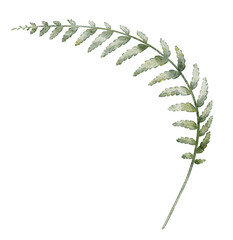 Fern watercolor illustration. Drawing of green forest leaf on isolated background for woodland projects, seasonal compositions, or rustic natural designs. Art of plant for natural projects