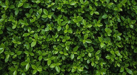 Fresh green foliage background with vibrant leafy texture
