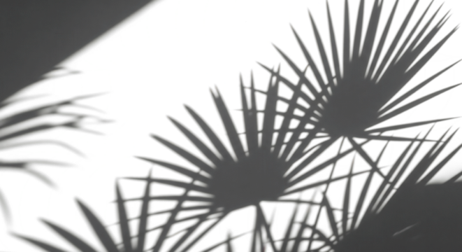 Shadows of the Palm: An elegant, minimalist composition showcasing the striking play of light and shadow from tropical palm fronds, casting intricate patterns on a smooth surface.