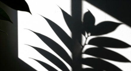 Shadowy Foliage: Captured under soft light, delicate leaf shadows dance across the textured backdrop, creating an ethereal display of form and silhouette. 