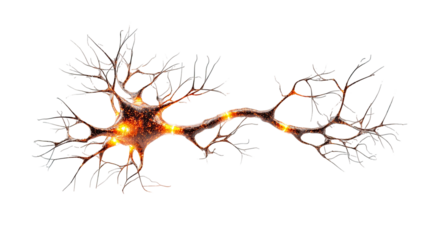 Complex neuron structure, highlighted