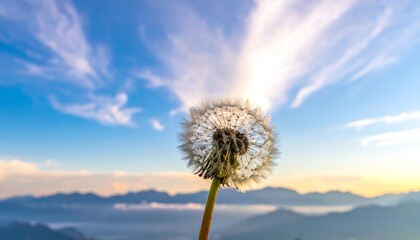 Obraz premium Dandelion seedhead against a sunrise sky
