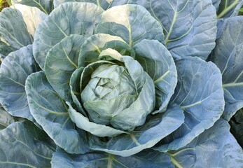Obraz premium natural vegetable seedlings. cabbage vegetable photos.