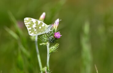 wildlife photos. photos of butterflies in natural areas.