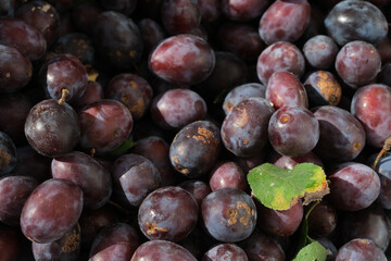 Ripe prune plums in the morning light. Organic plums with minor damage. Close-up of fresh plums, top view. No pesticide.