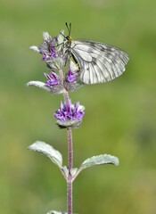 Photos of butterflies and insects.