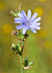 Medicinal wild plants and flowers. Blue chicory photos.