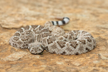 A beautiful juvenile western diamondback rattlesnake (Crotalus atrox), also known as a Texas diamond-back rattlesnake, adobe snake, and buzz tail. A highly venomous snake native to North America