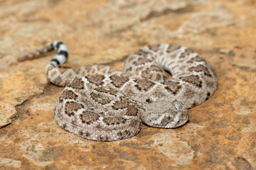 A beautiful juvenile western diamondback rattlesnake (Crotalus atrox), also known as a Texas diamond-back rattlesnake, adobe snake, and buzz tail. A highly venomous snake native to North America