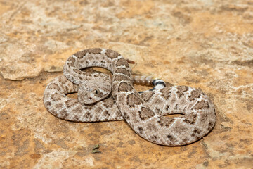 A beautiful juvenile western diamondback rattlesnake (Crotalus atrox), also known as a Texas diamond-back rattlesnake, adobe snake, and buzz tail. A highly venomous snake native to North America