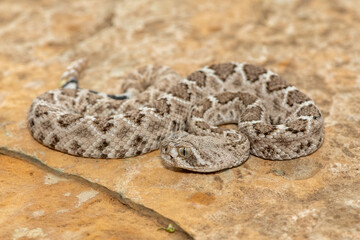 A beautiful juvenile western diamondback rattlesnake (Crotalus atrox), also known as a Texas diamond-back rattlesnake, adobe snake, and buzz tail. A highly venomous snake native to North America