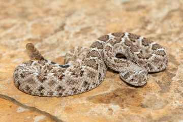 A beautiful juvenile western diamondback rattlesnake (Crotalus atrox), also known as a Texas diamond-back rattlesnake, adobe snake, and buzz tail. A highly venomous snake native to North America