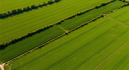 Regenerative Agriculture Field