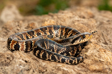 A beautiful False water cobra (Hydrodynastes gigas), also called a false cobra, South American water cobra, and Brazilian smooth snake. A mildly venomous colubrid snake endemic to South America