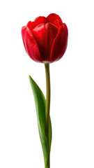 A vibrant red tulip, detailed and isolated against a black background.  The flower's petals are sharply defined, showcasing a rich, deep crimson hue.