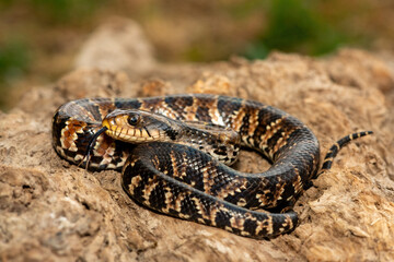 A beautiful False water cobra (Hydrodynastes gigas), also called a false cobra, South American water cobra, and Brazilian smooth snake. A mildly venomous colubrid snake endemic to South America
