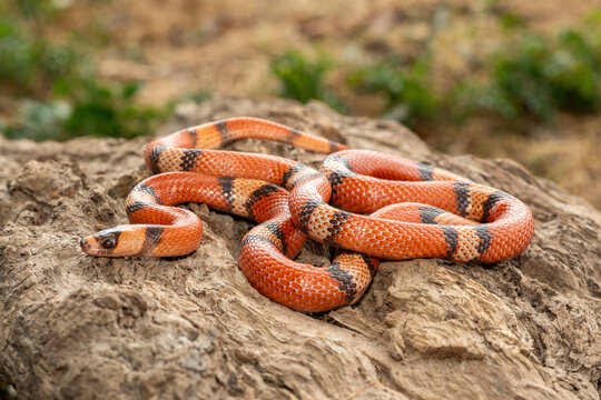 A beautiful Honduran milk snake (Lampropeltis triangulum hondurensis), on a dead log. A non venomous colubrid snake native to Honduras