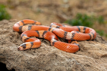 A beautiful Honduran milk snake (Lampropeltis triangulum hondurensis), on a dead log. A non...